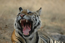 tiger teeth 1
